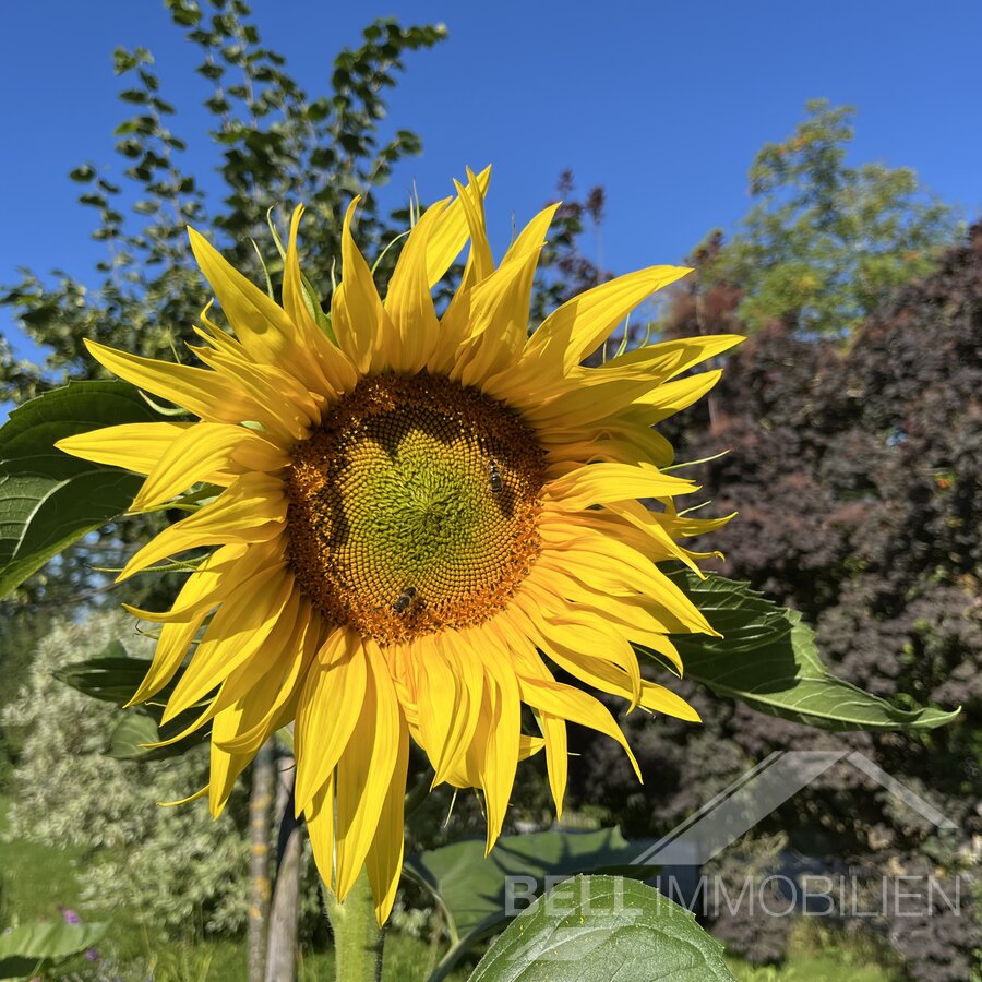 MATTIGHOFEN / NEUBAU MEHRFAMILIENHAUS